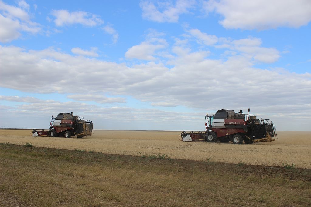 В Новоузенском районе продолжается уборка урожая